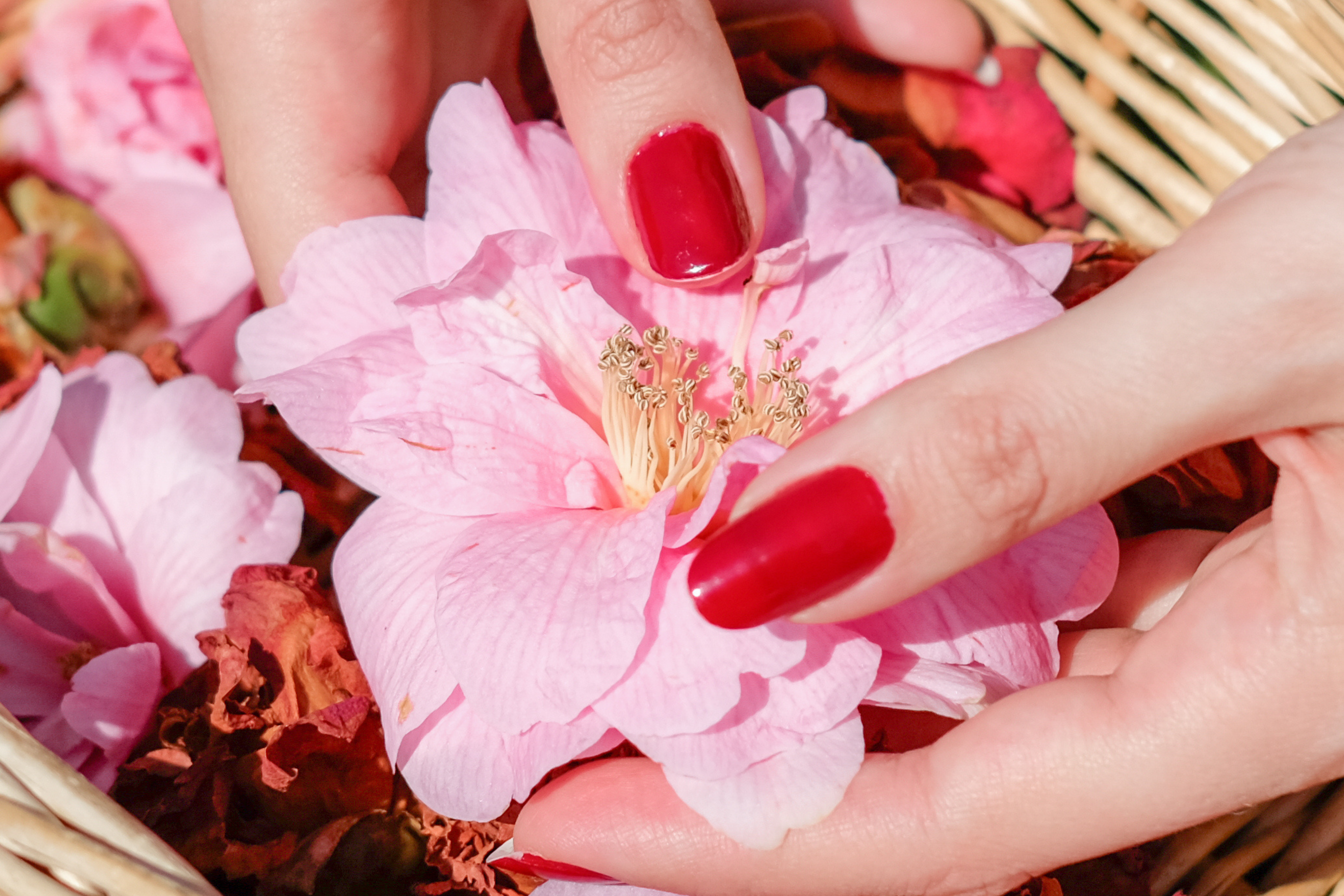 A bright pink flower is gently touched by someone with nails painted bright red.