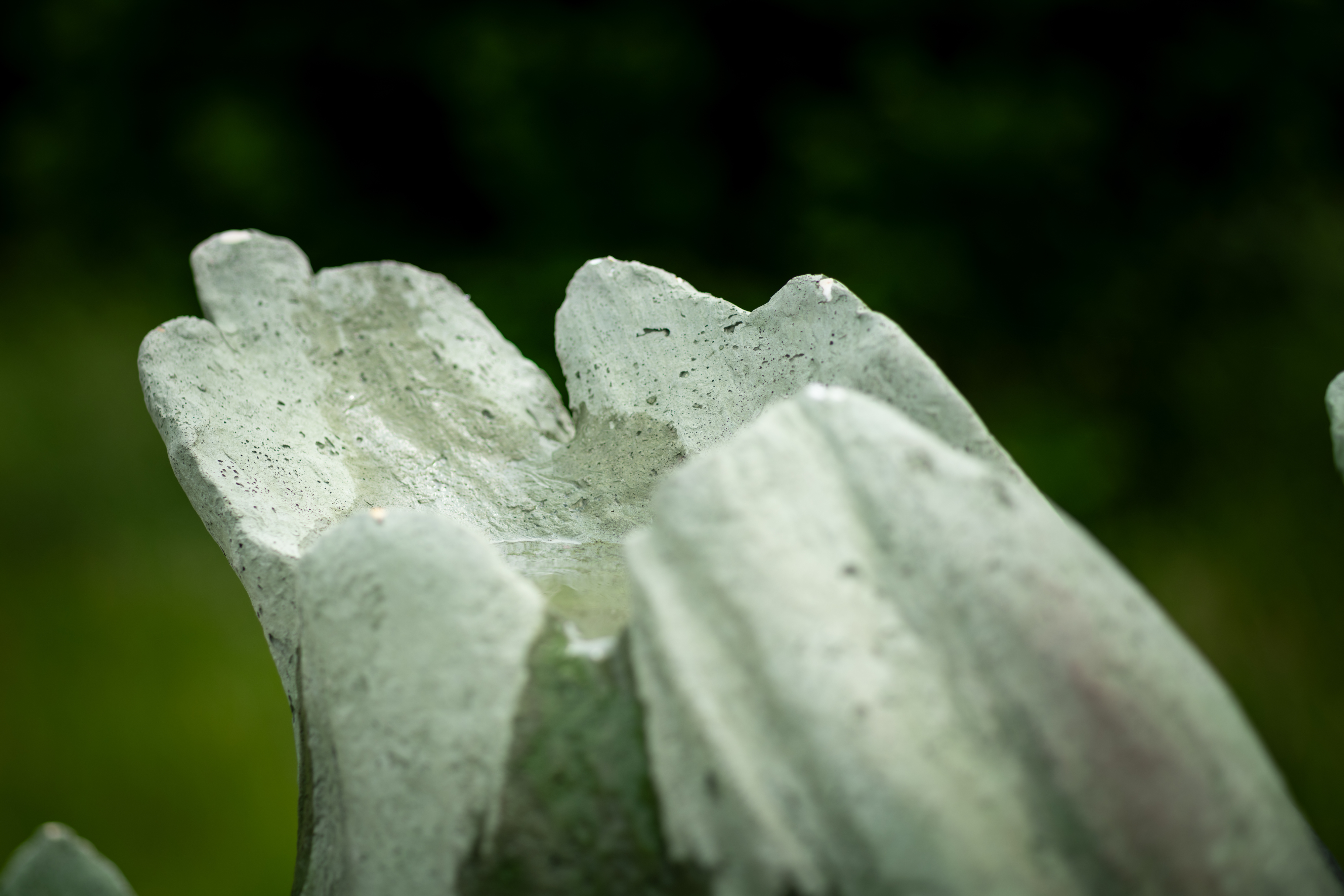 Close up shot of a barnacle shell shape that is collecting water.