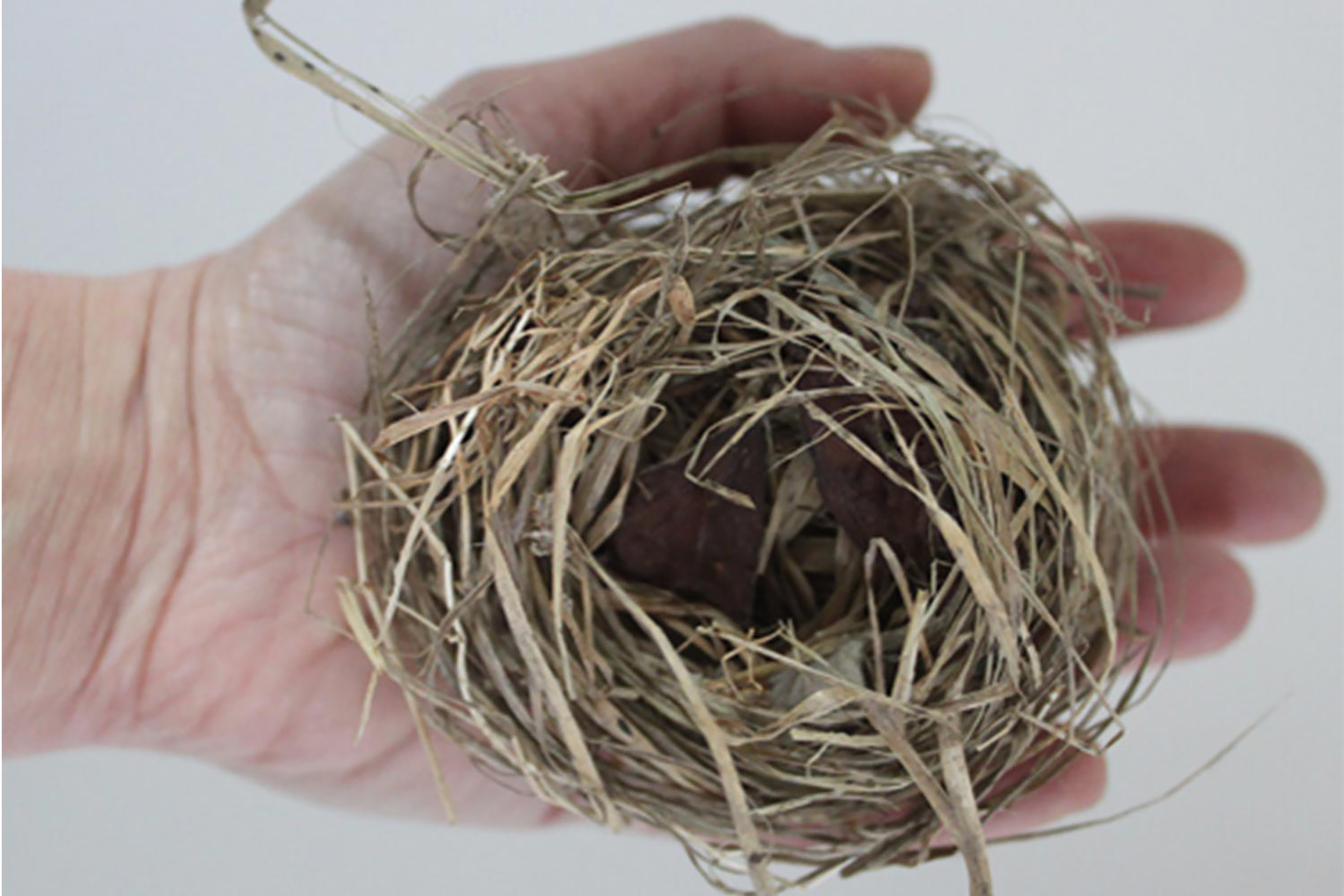 A photograph of a hand holding a small nest made of twigs and grass on a white background.