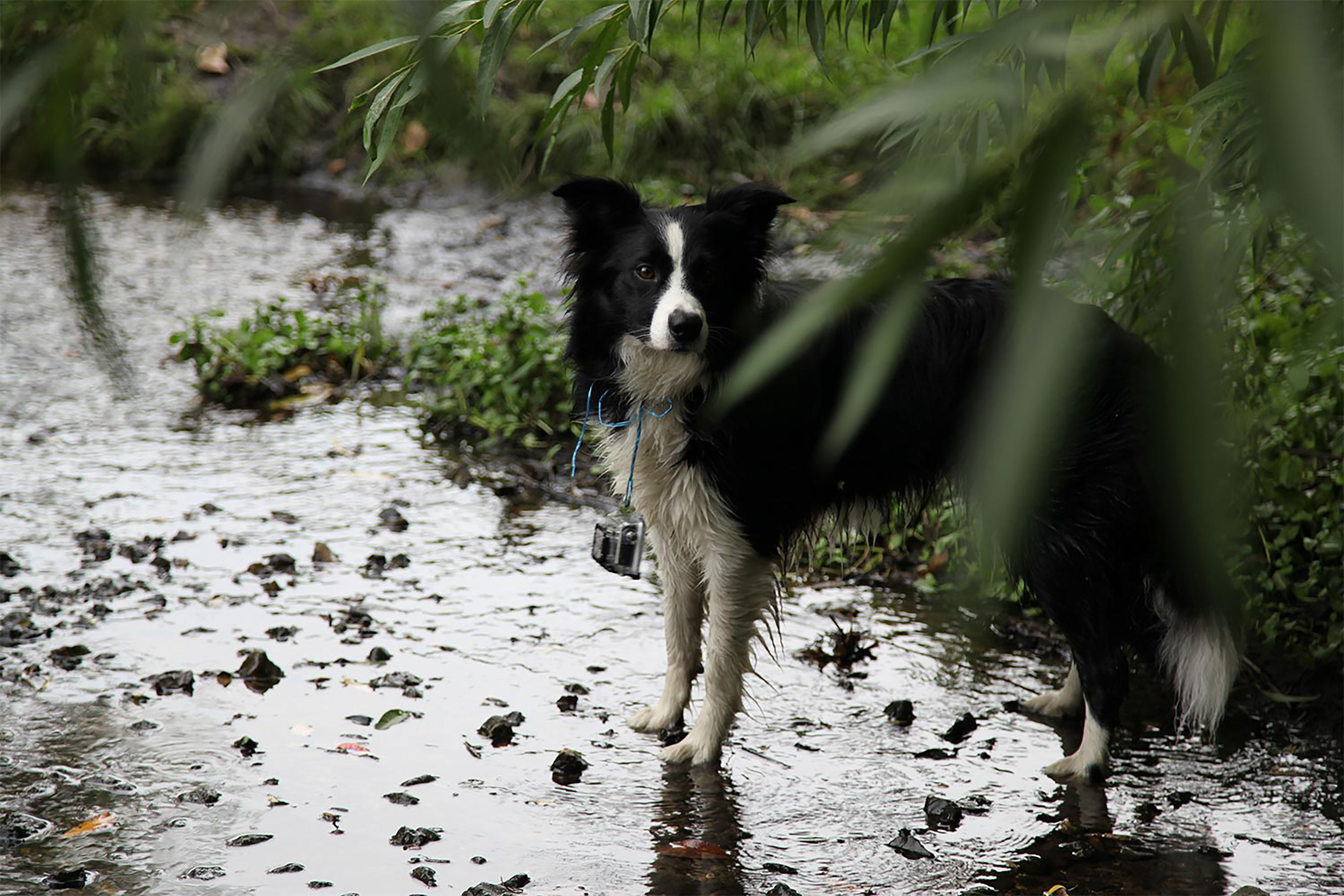 A black and white dog treading in a shallow river surrounded by greenery.