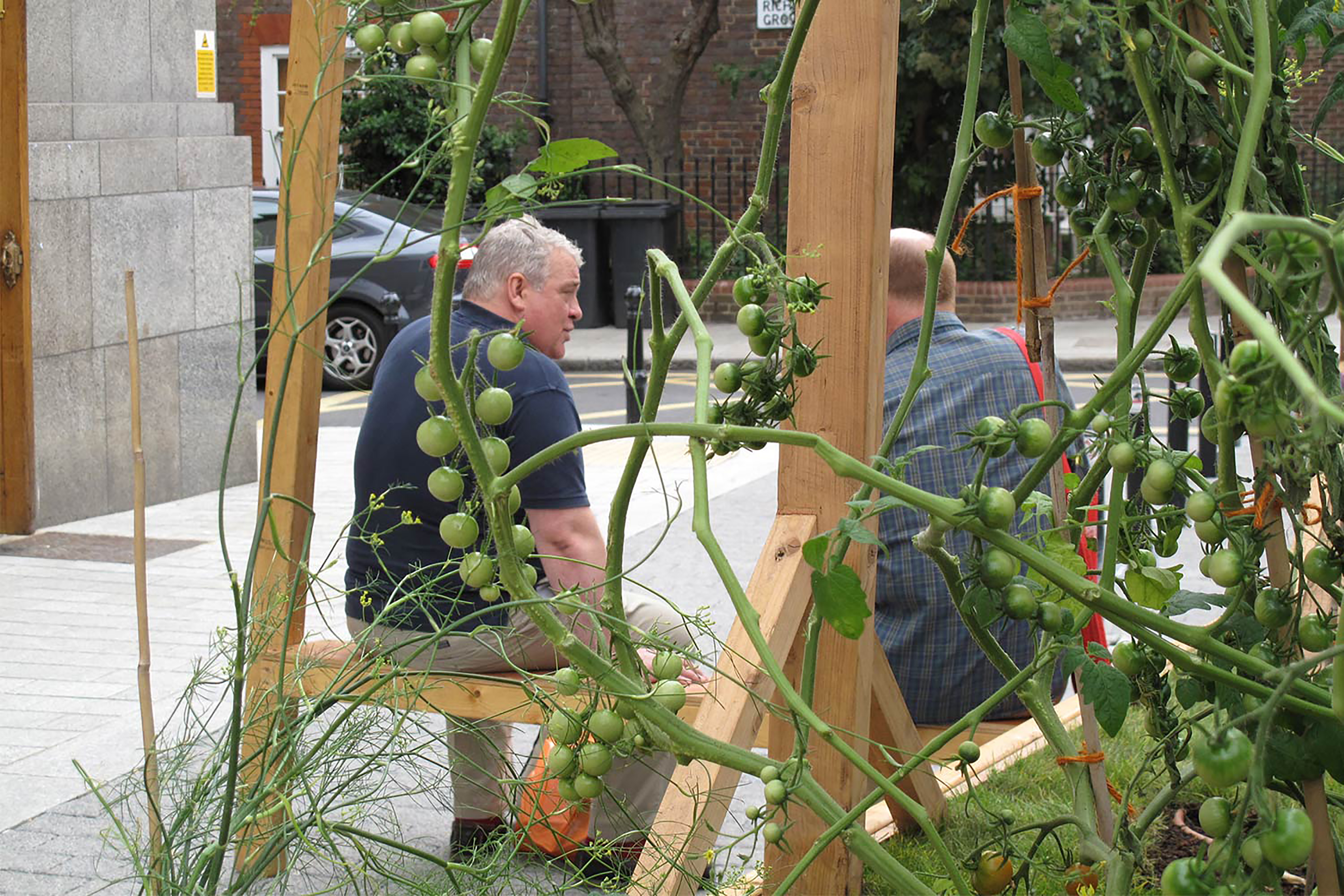 A photograph of two men chatting on a wooden bench behind large tomato plants in a green house.