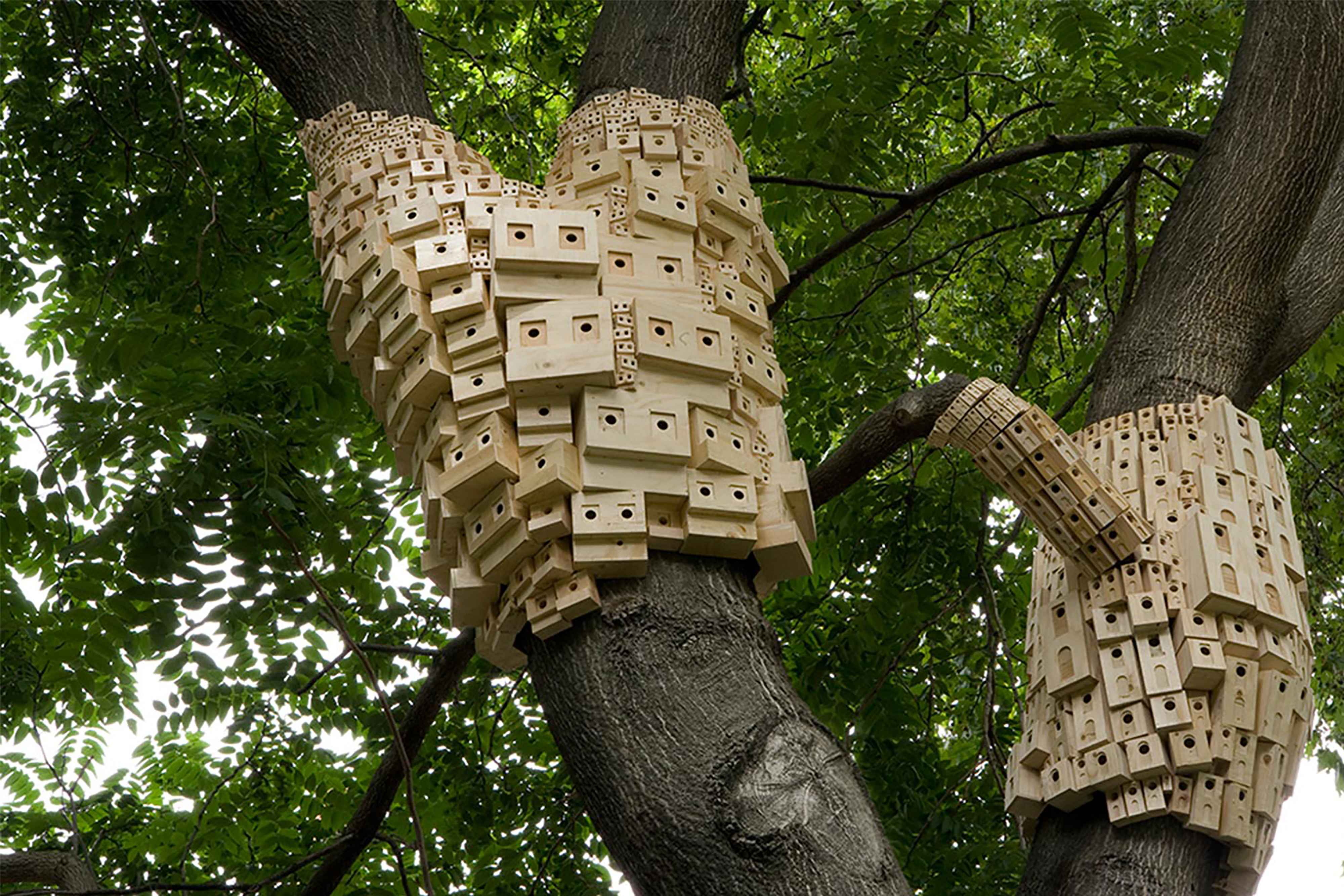A photograph of a tree covered in wooden bird houses spiralling around the entire circumference of two large branches.